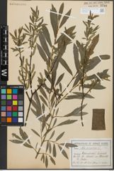 Foto von Salix purpurea L.
